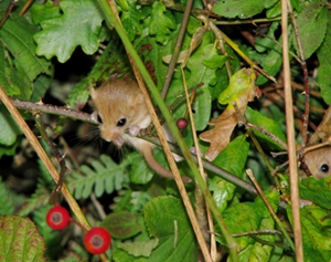 a hedge can be a haven for wildlife