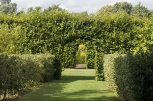tips for trimming formal hedges